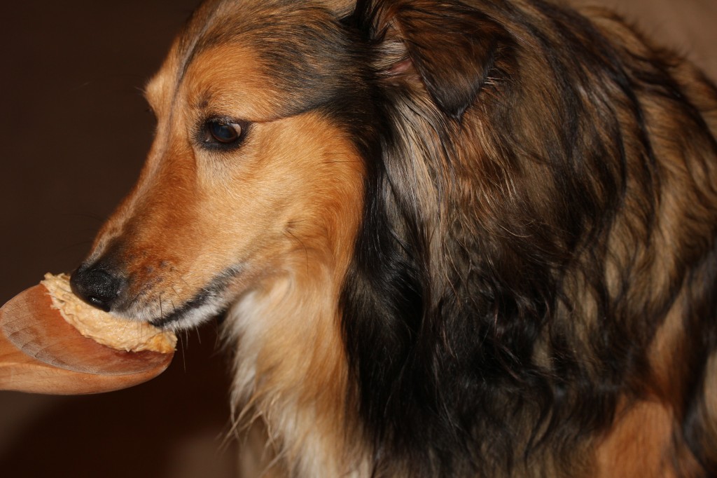 Peanut butter dough, dog treat