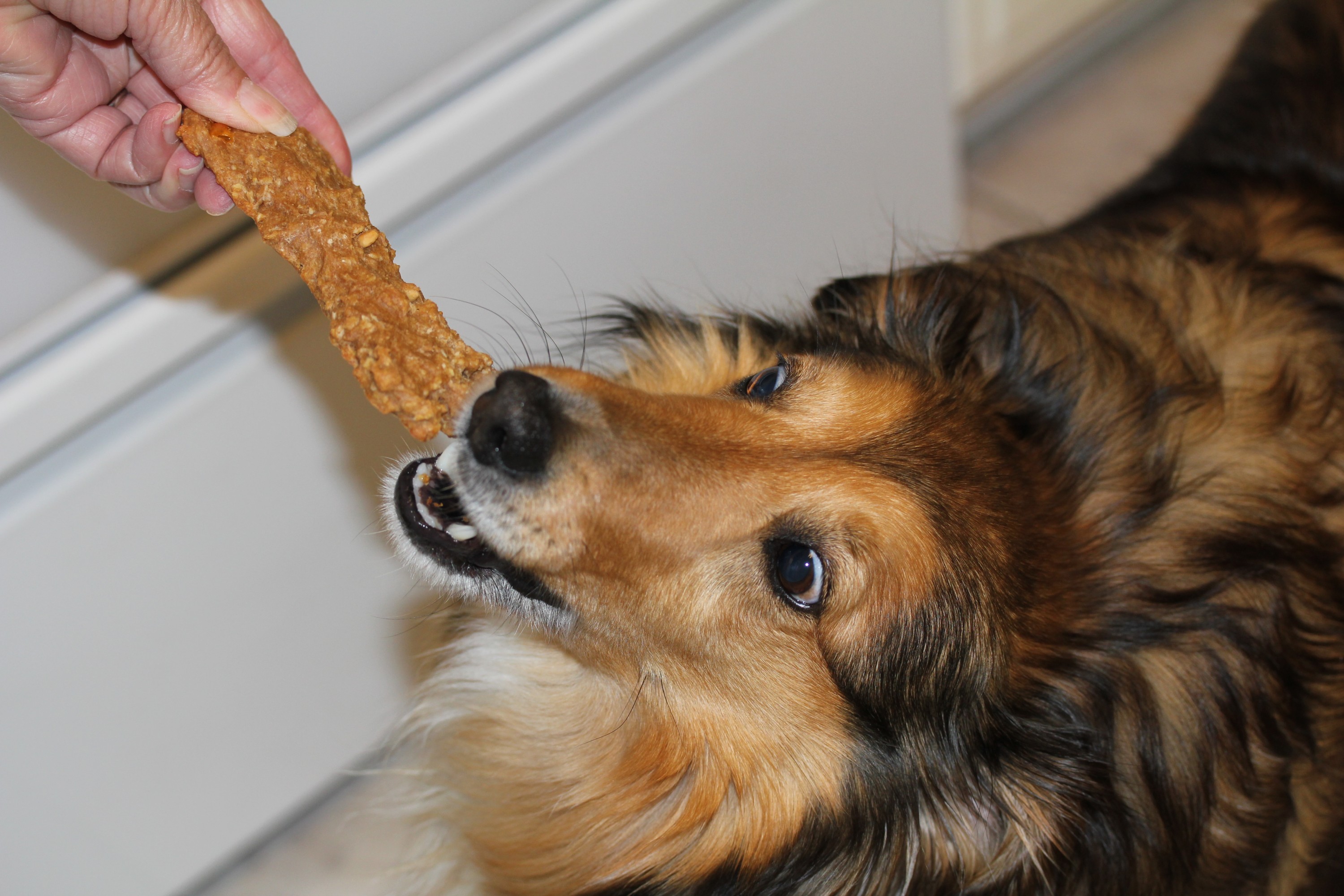 Dog treat, peanut butter bone